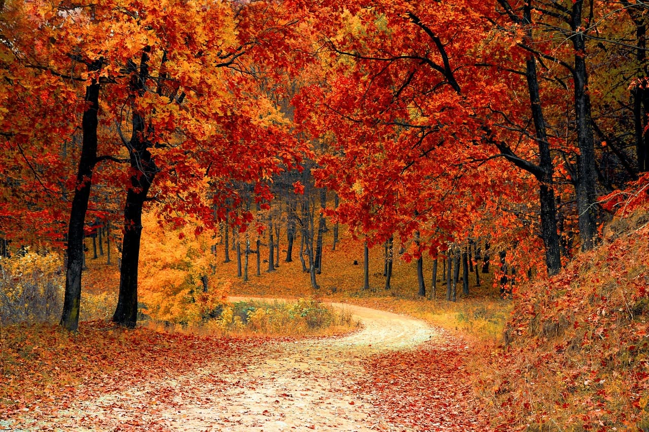 Nature Image